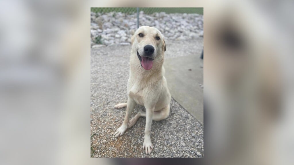 Pet Of The Day: Bagel