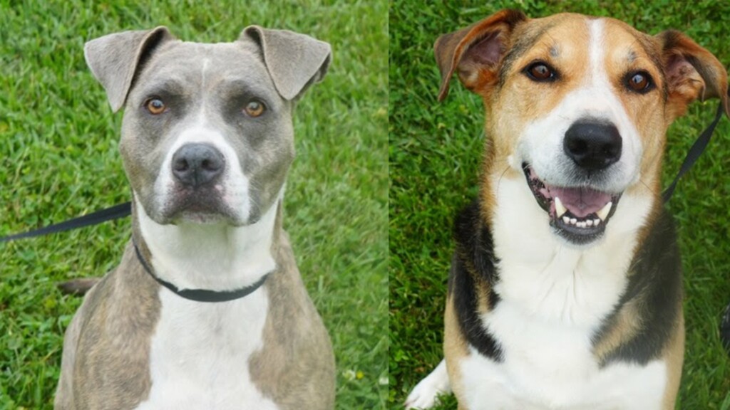 Potd Tucker And Ava