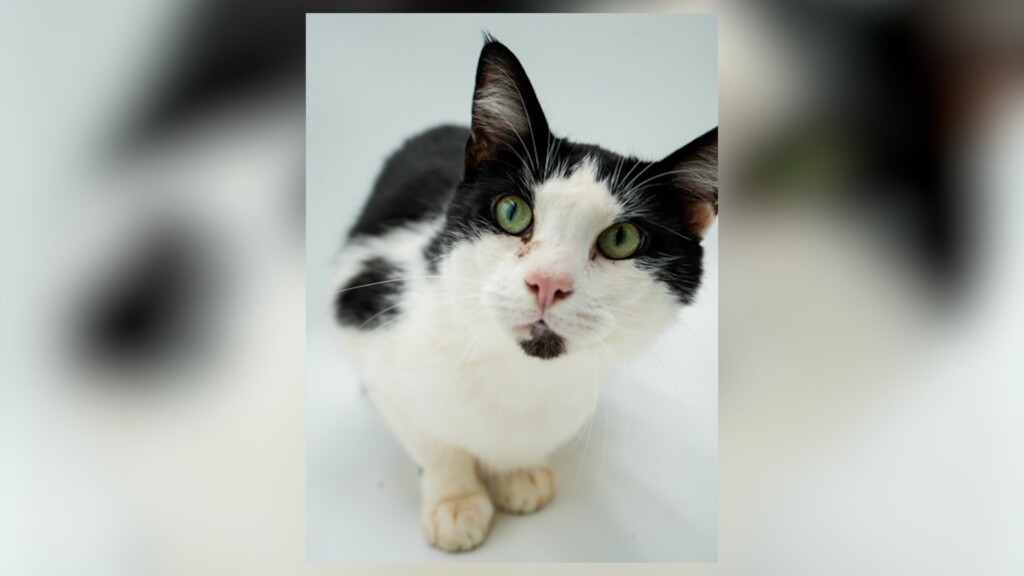 Pet Of The Day 8.26