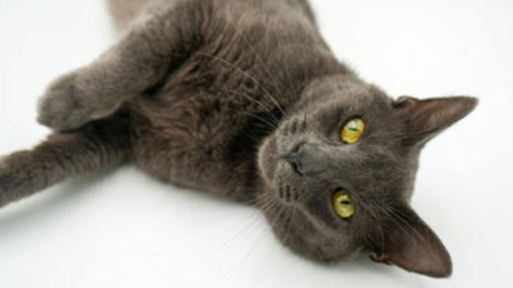Pet Of The Day: Howie