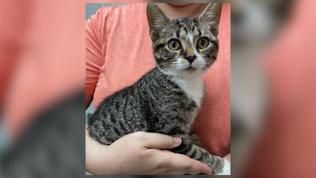 Pet Of The Day: Kimchi
