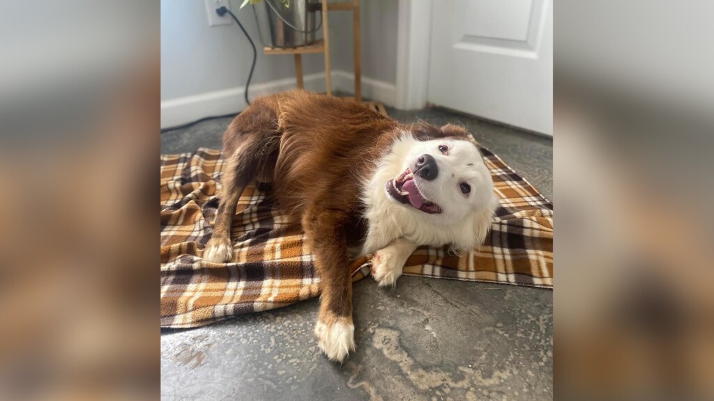 Pet Of The Day 9.2 Apple