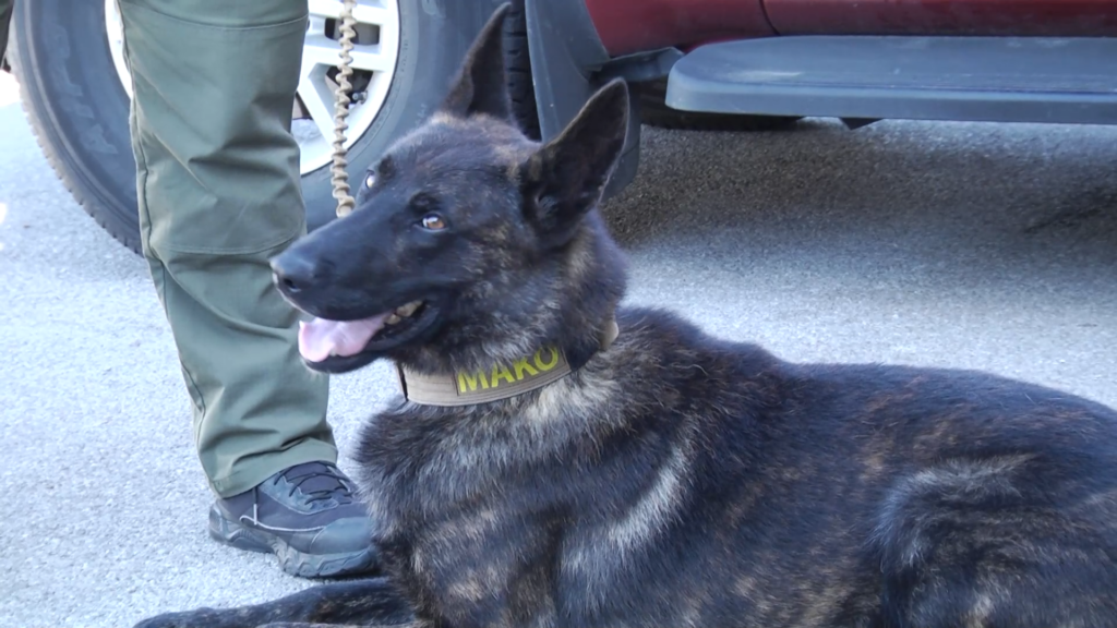 New Cave City K9 Vo00 00 18 19still001