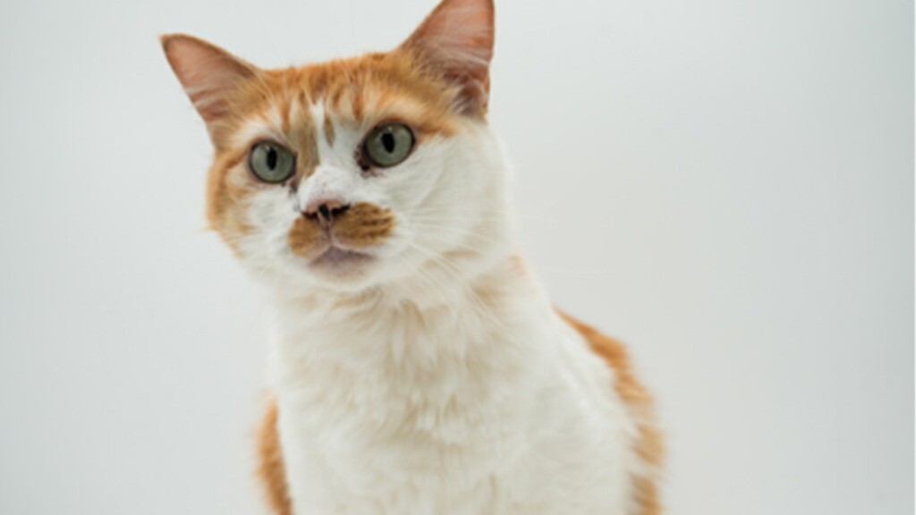 Pet Of The Day: Pablo