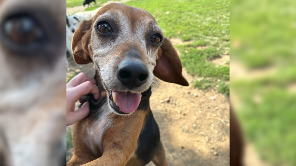 Pet Of The Day: Netta