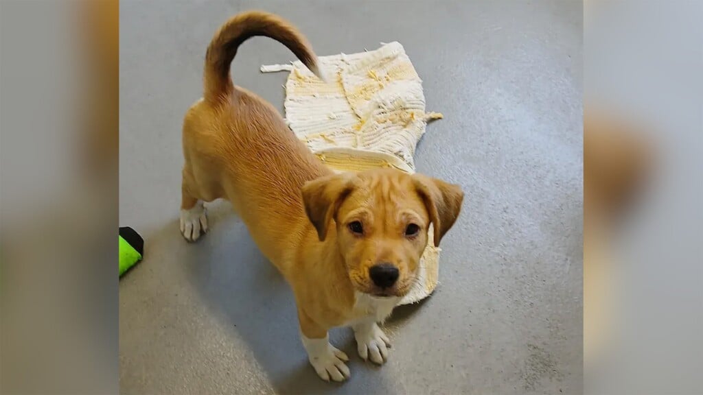 Pet Of The Day: Raymond