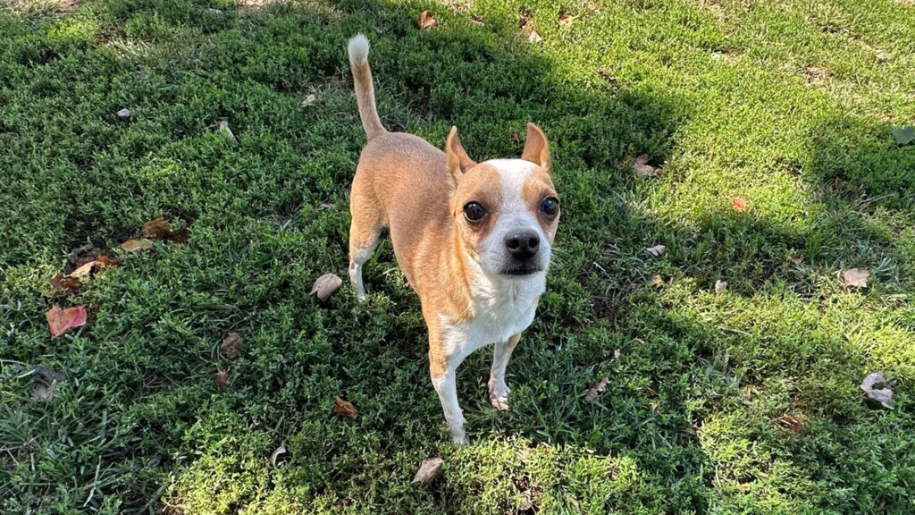 Pet Of The Day