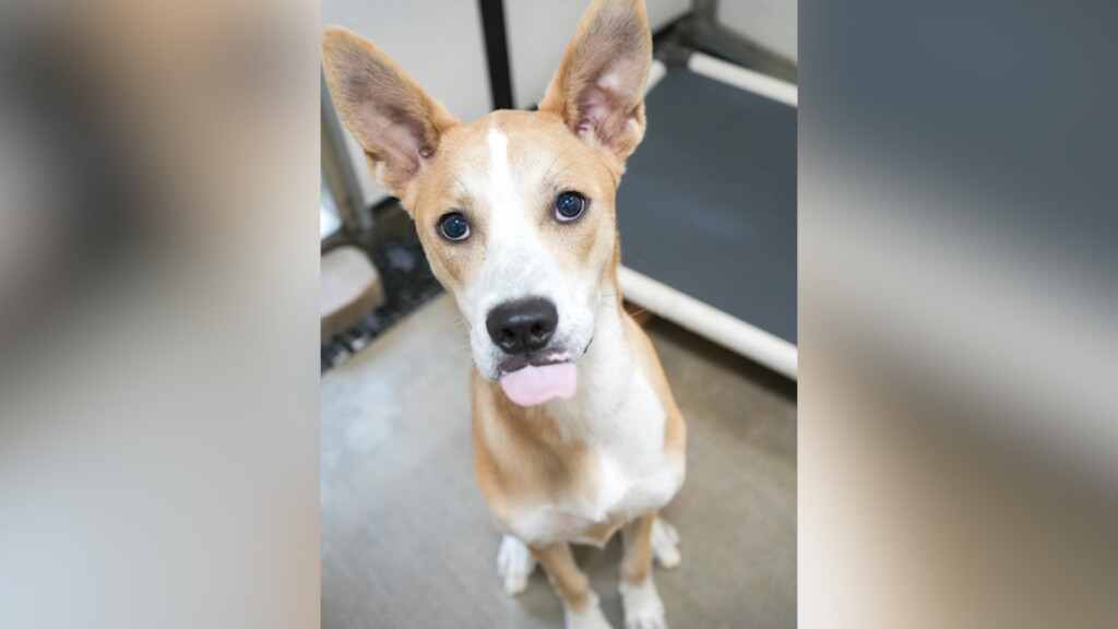 Pet Of The Day: Oakley