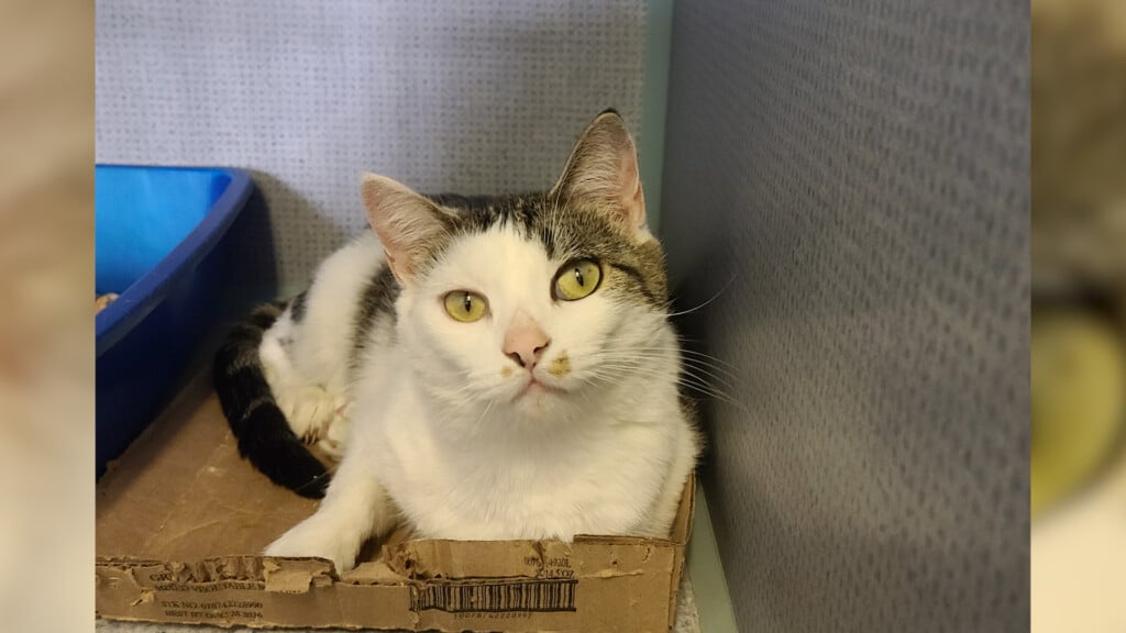 Pet Of The Day: Snickers