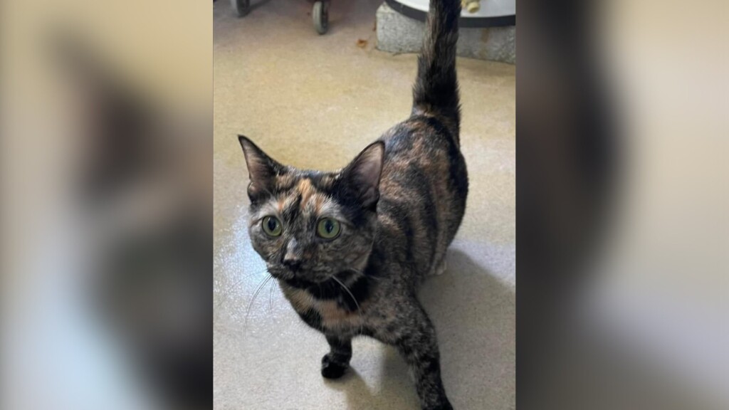 Pet Of The Day: Sitka