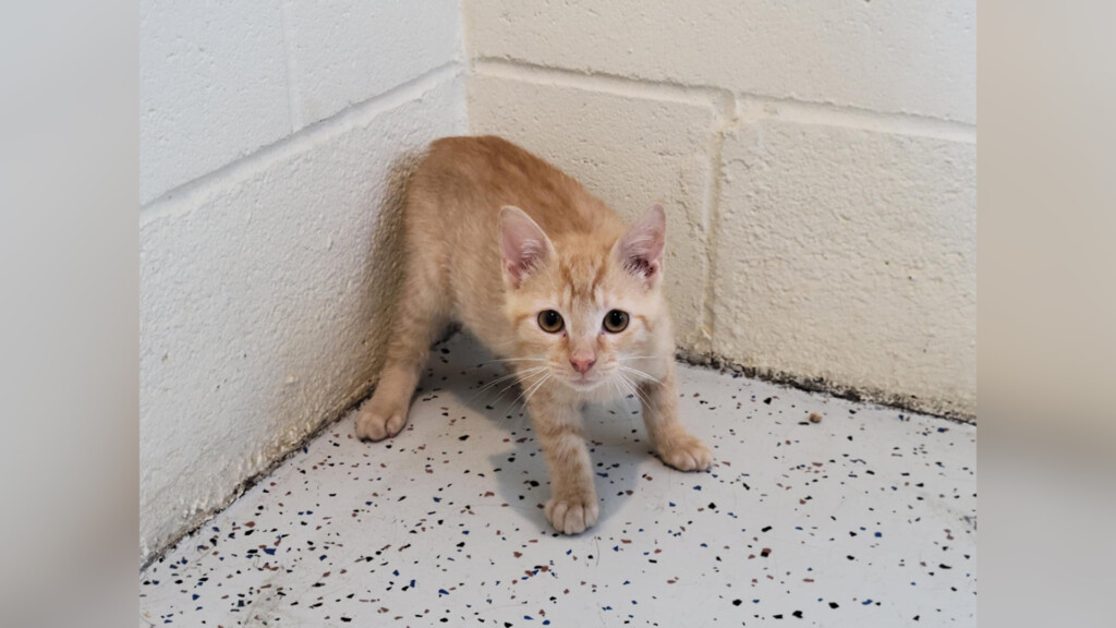 Pet Of The Day: Oliver