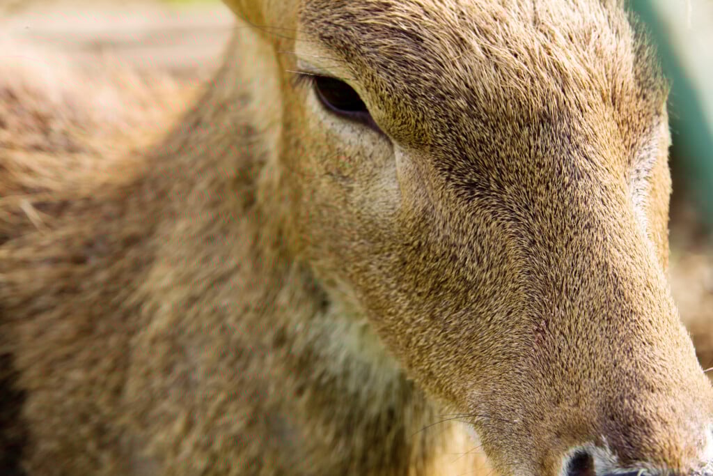 Close Up Of Axis Deer Face 2023 11 27 04 54 27 Utc