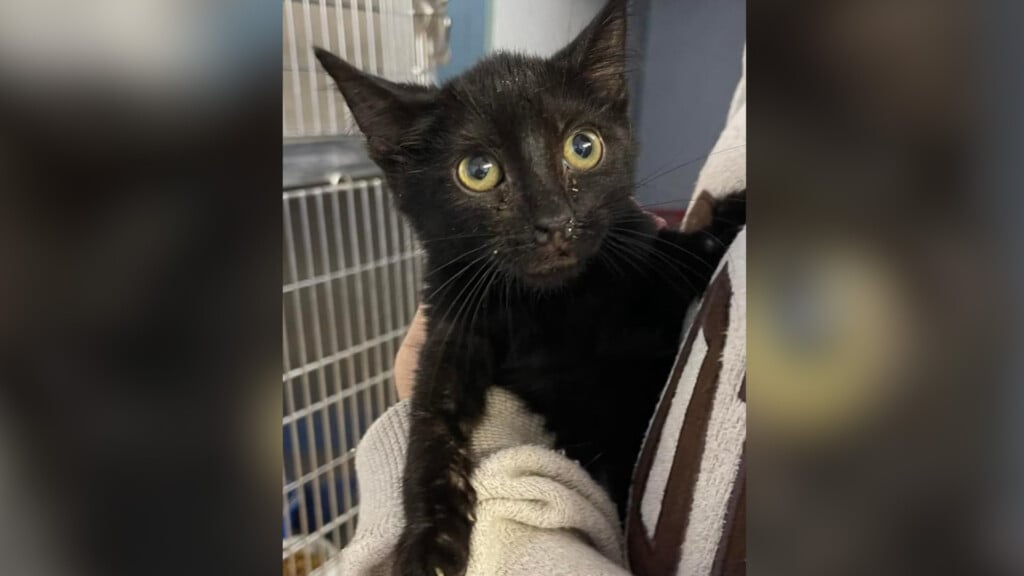 Pet Of The Day: Gunther