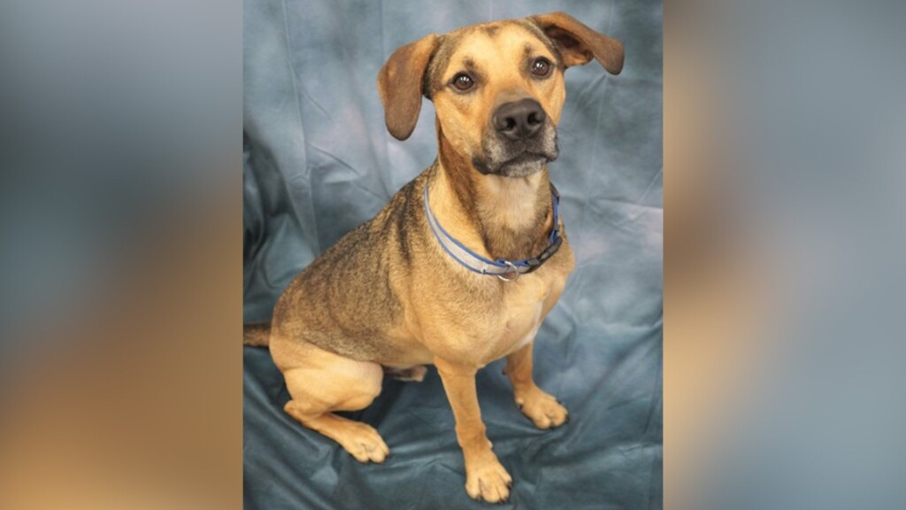 Pet Of The Day: Jake