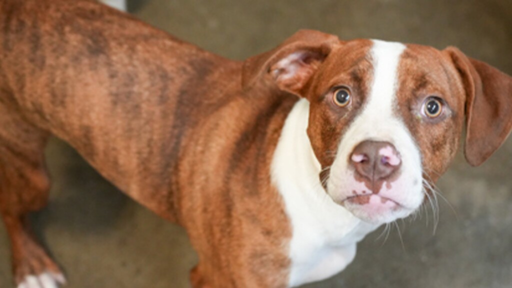 Pet Of The Day: Cooper