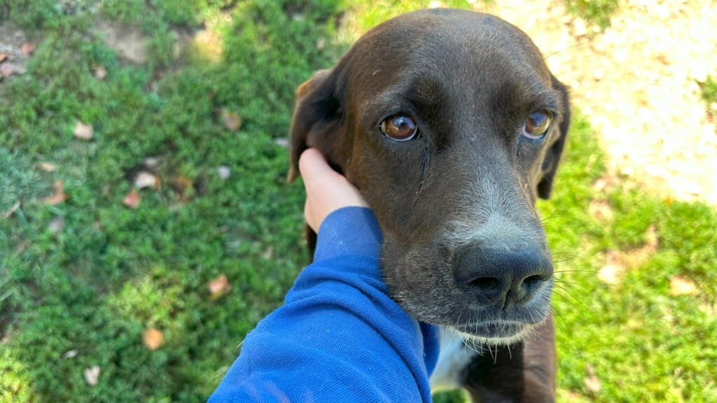 Pet Of The Day: Coco