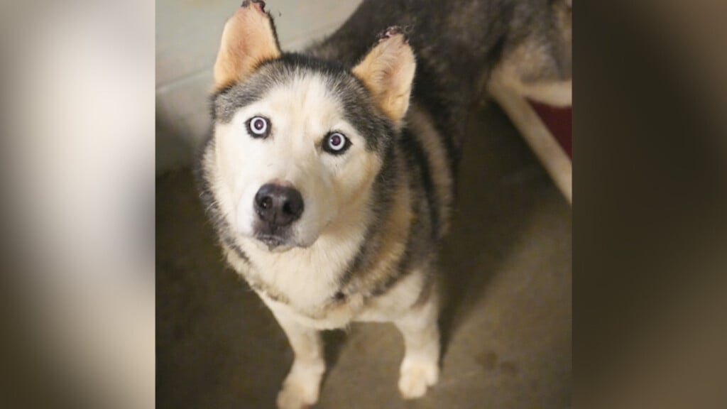 Pet Of The Day: Apollo