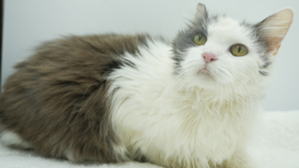 Pet Of The Day: Fancy