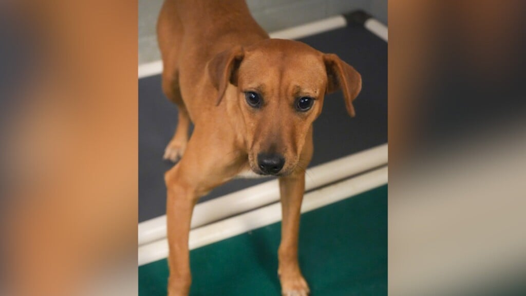 Pet Of The Day: Penny