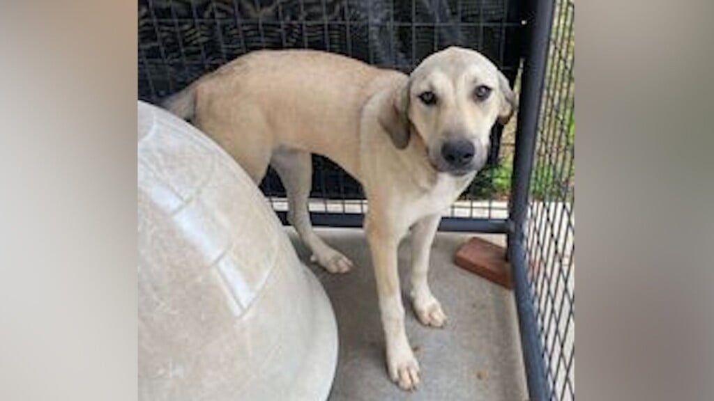 Pet Of The Day 10 2