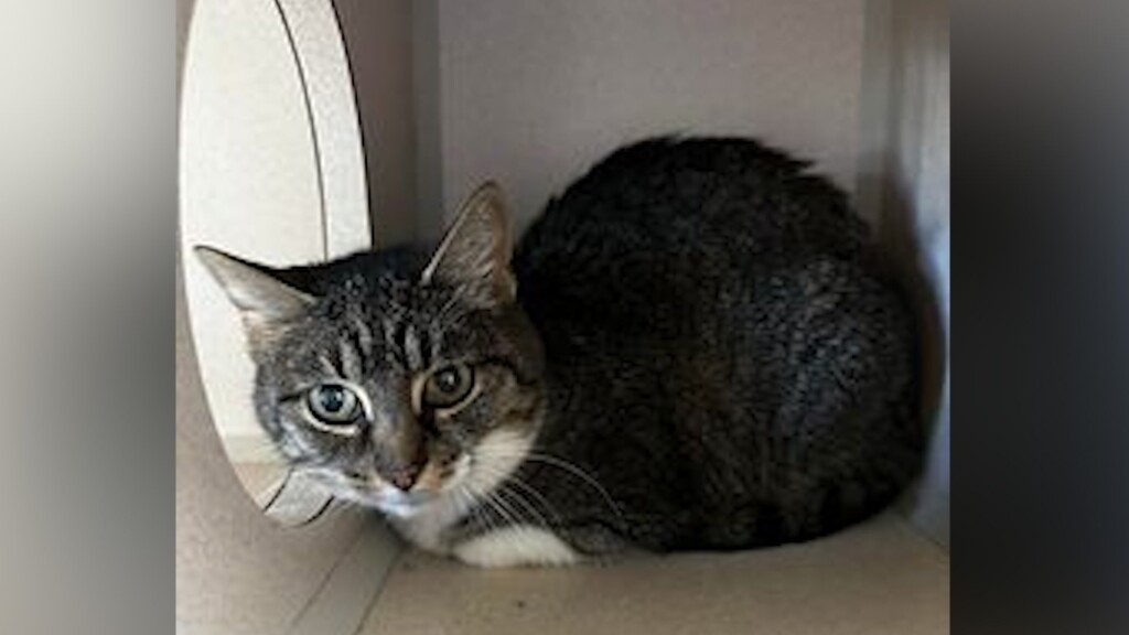 Pet Of The Day: Susie