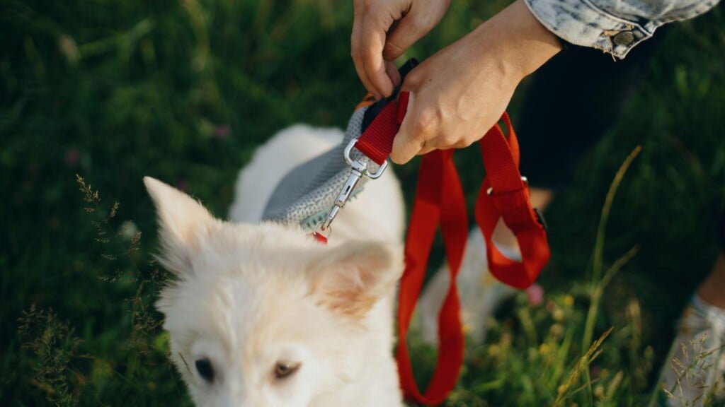 dog on leash