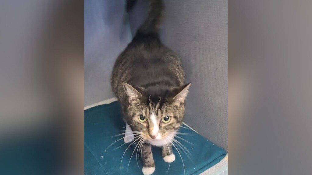 Pet Of The Day: Sassy