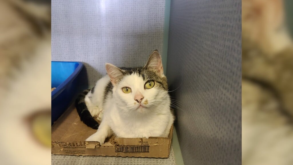 Pet Of The Day: Snickers