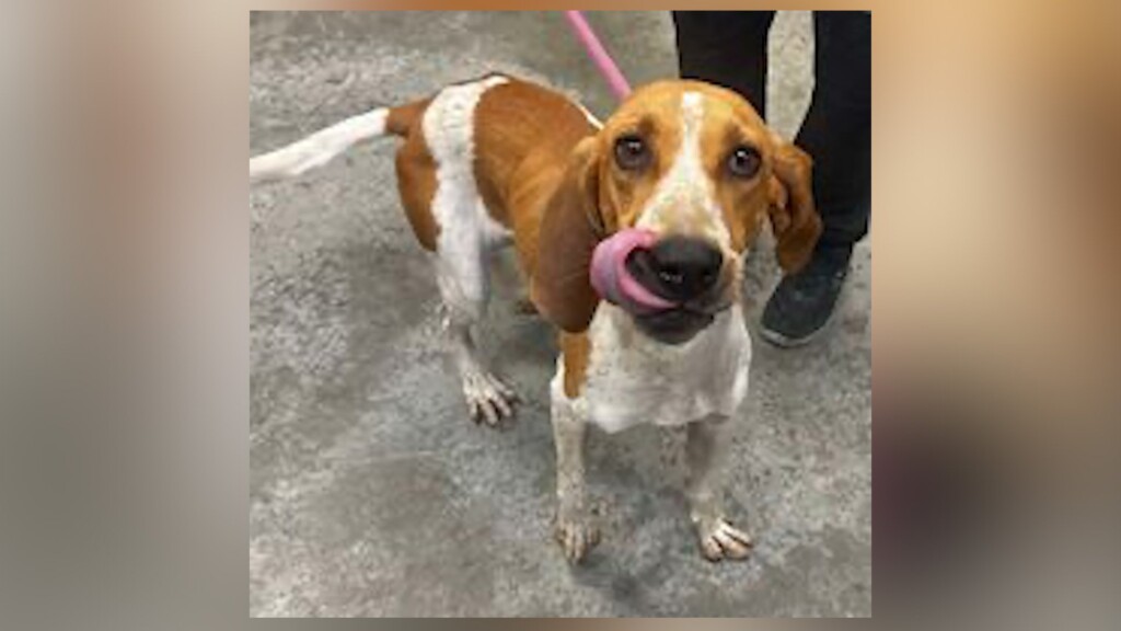 Pet Of The Day: Roma