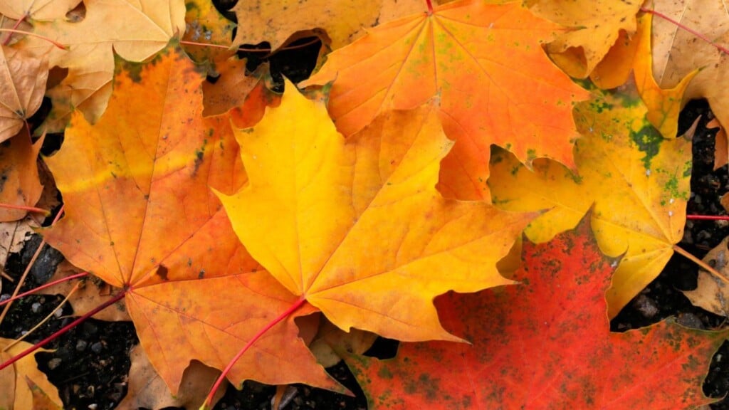 fall leaves