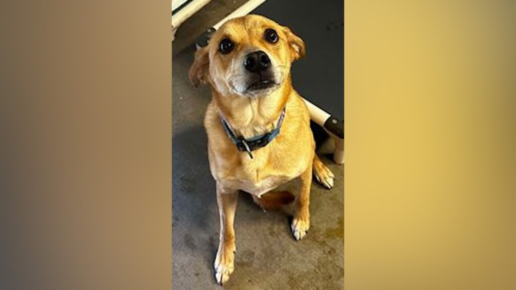 Pet Of The Day: Bo