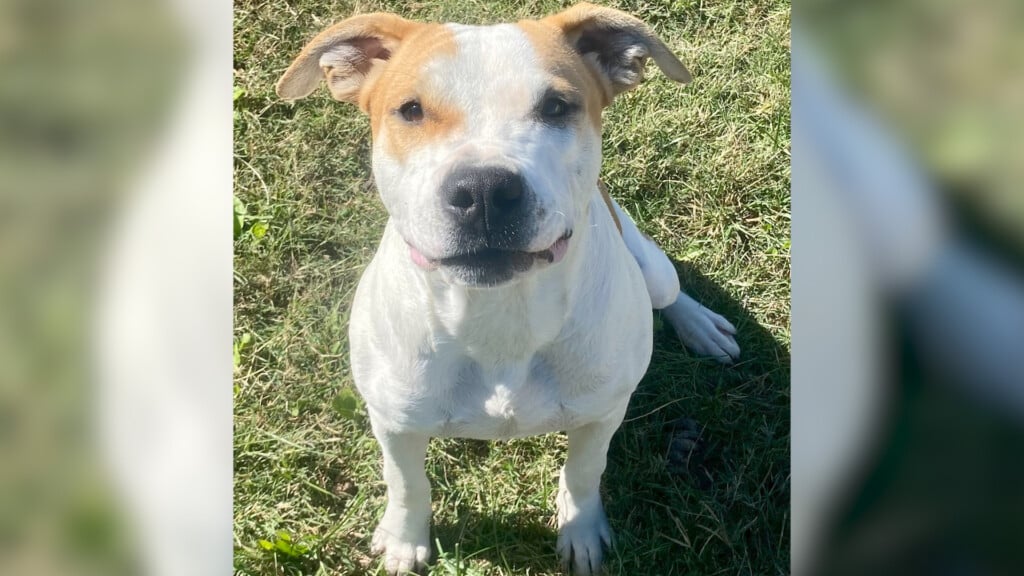 Pet Of The Day: Sirius