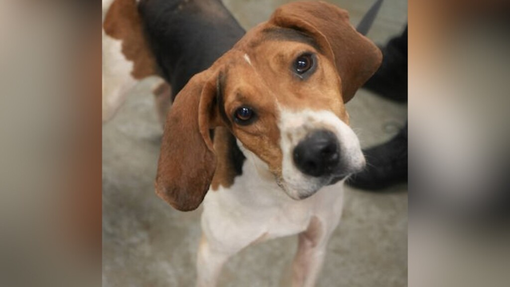 Pet Of The Day: Raider