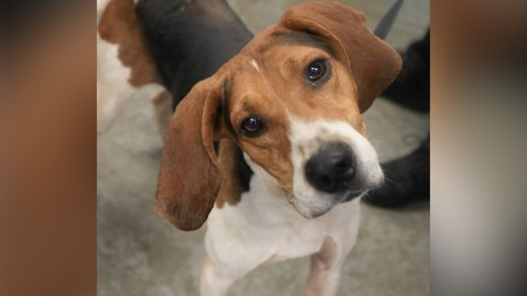 Pet Of The Day: Raider
