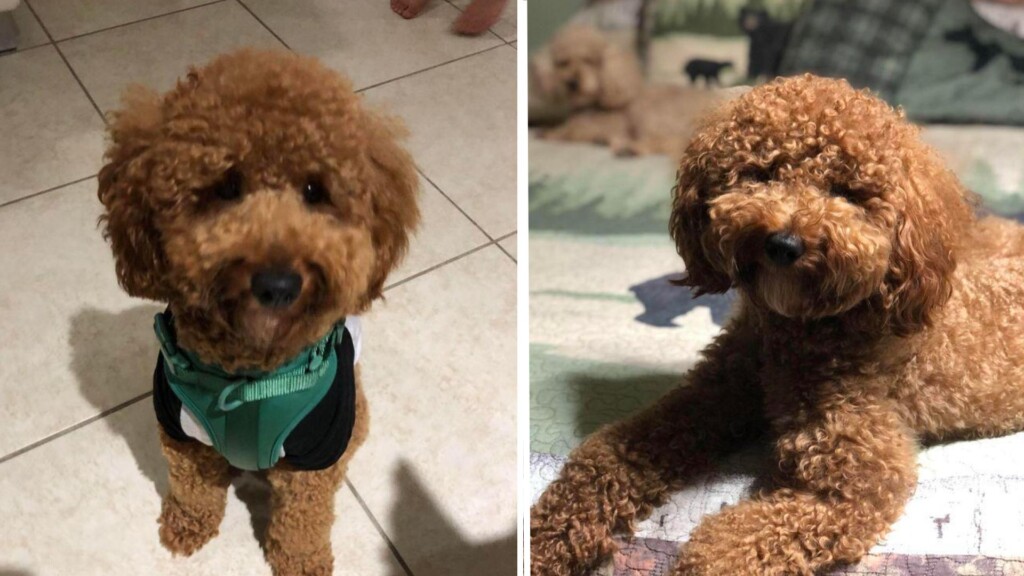 logan county animal care and contorl Archives WNKY News 40 Television