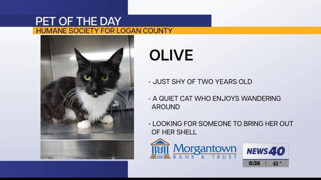 Potd: Olive