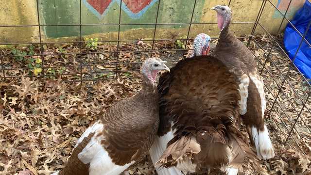 City Schools Turkey Pardoning 673ccdaf87762