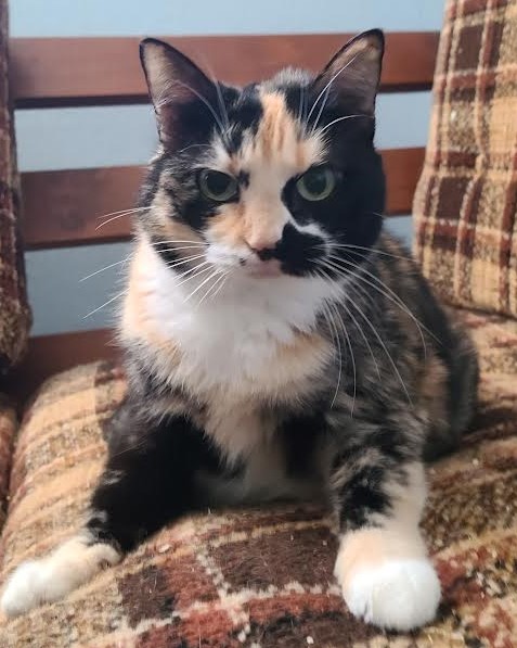 Cocoa