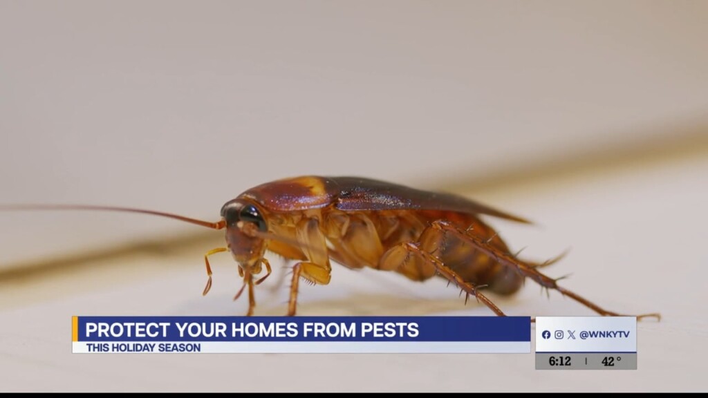 Holiday Pests Pkg