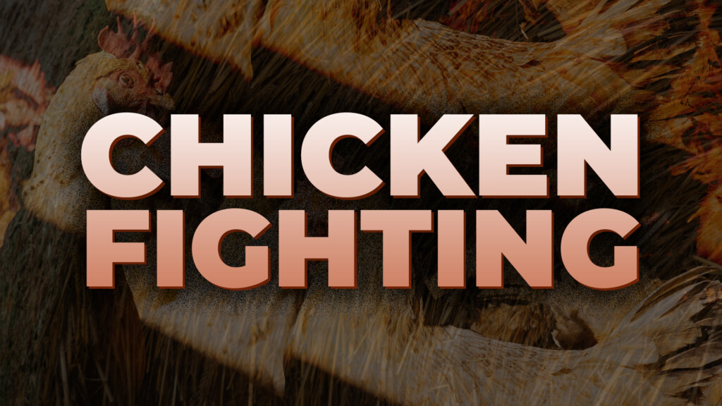 Chicken Fighting