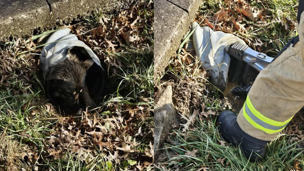 Somerset Puppy Rescue