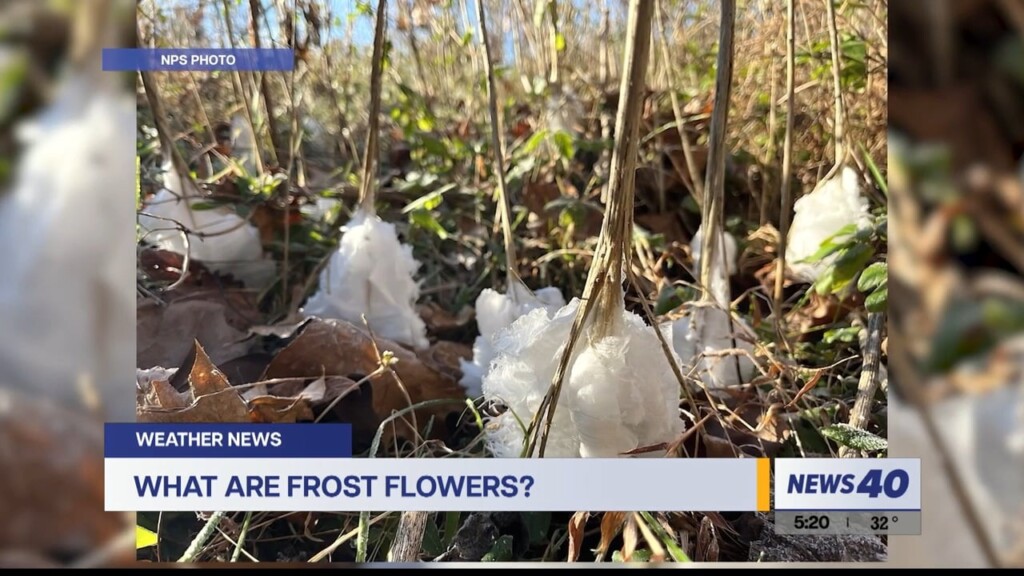 Frost Flowers