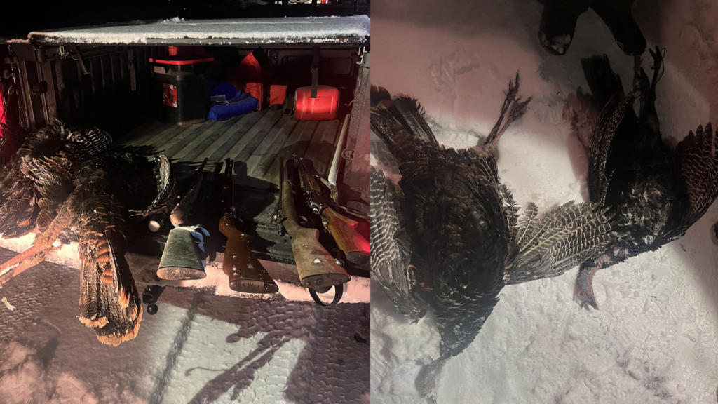 Kentucky Fish And Wildlife Turkeys