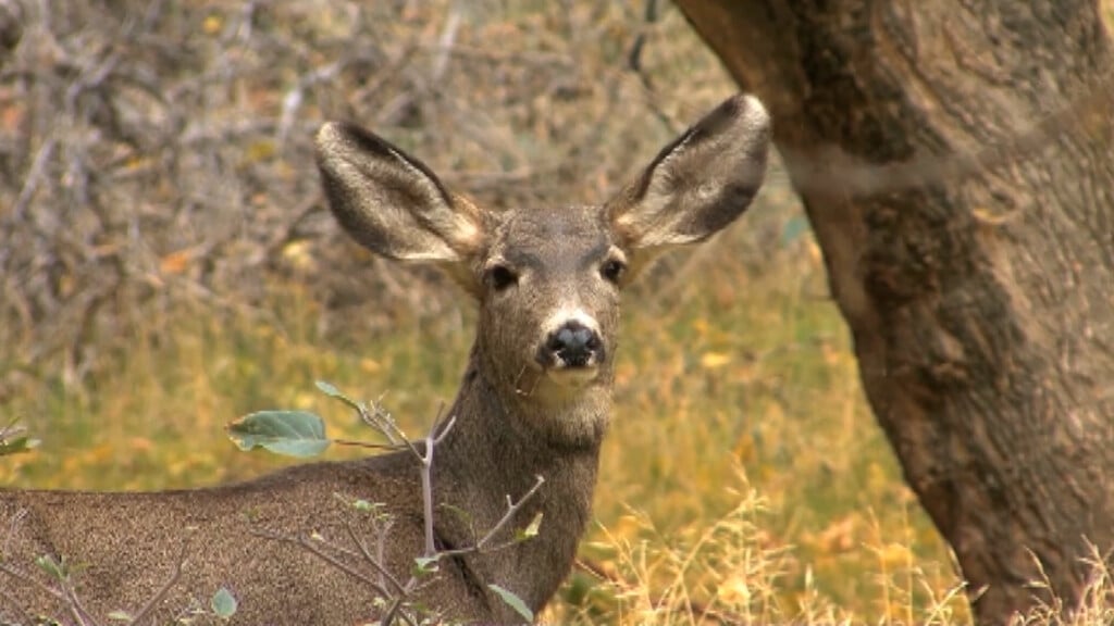 Deer