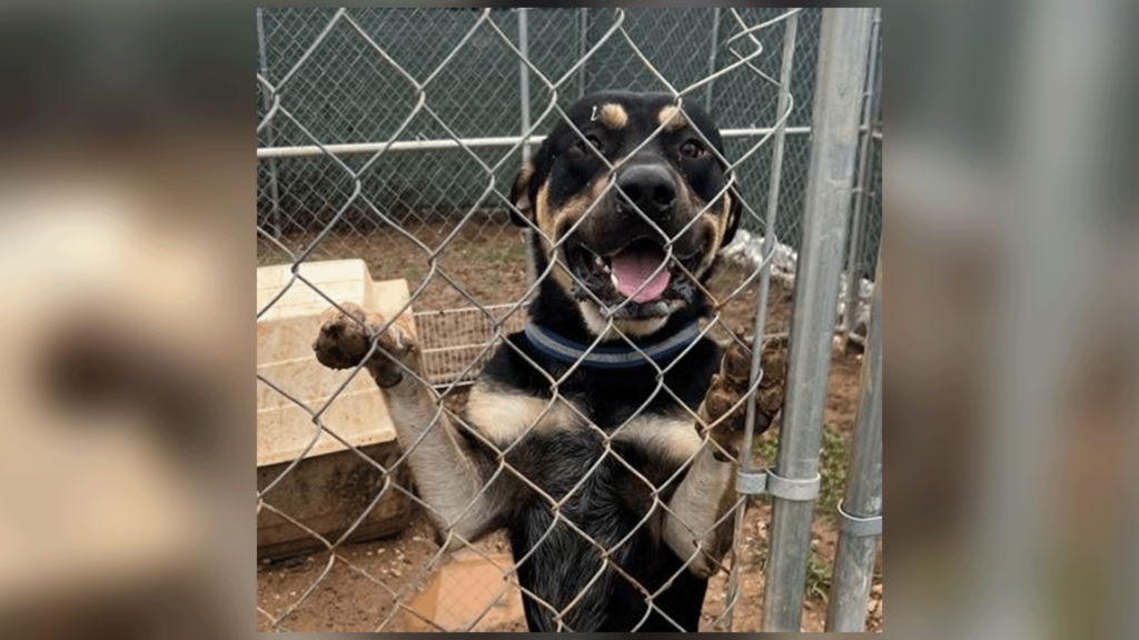 Pet Of The Day 030525