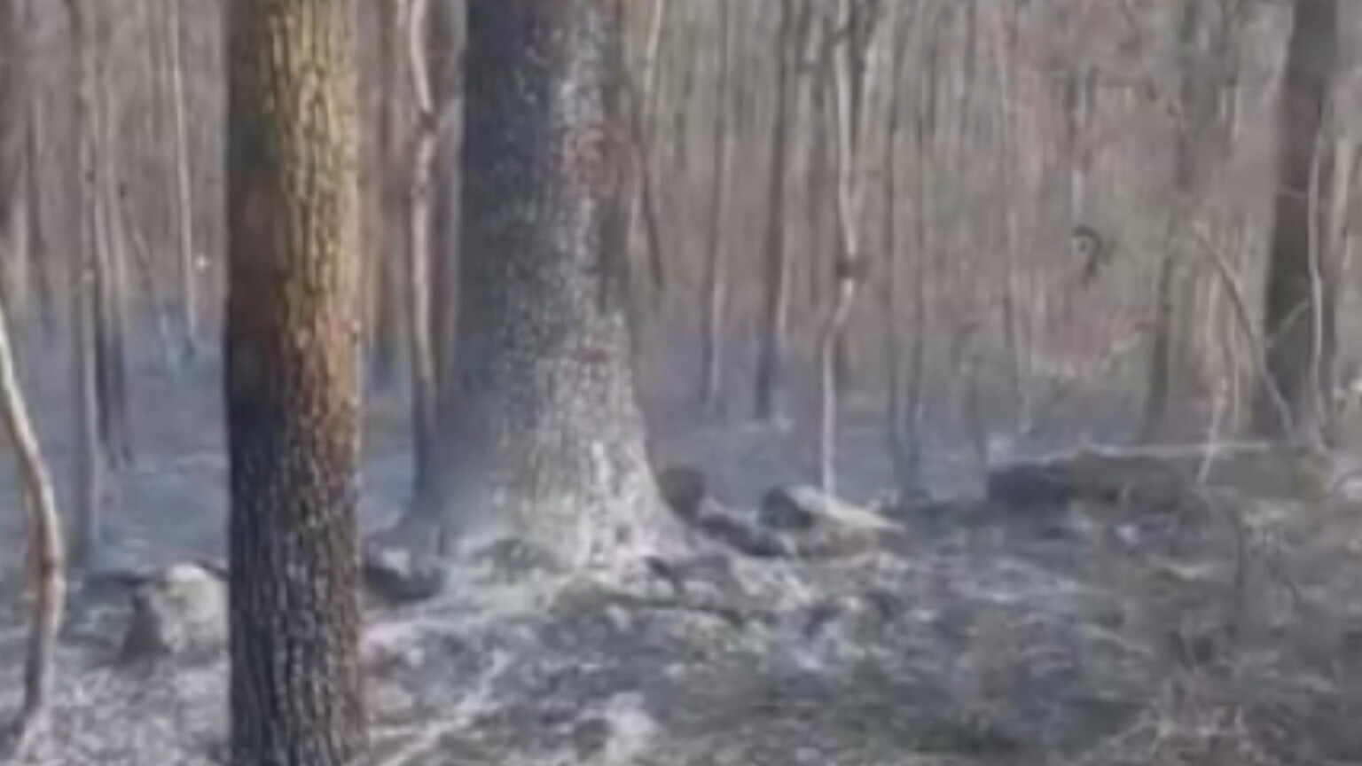 Units respond to brush fire in Morgantown - WNKY News 40 Television