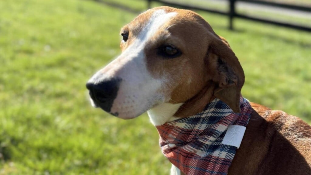 pet of the weekend Bonnie