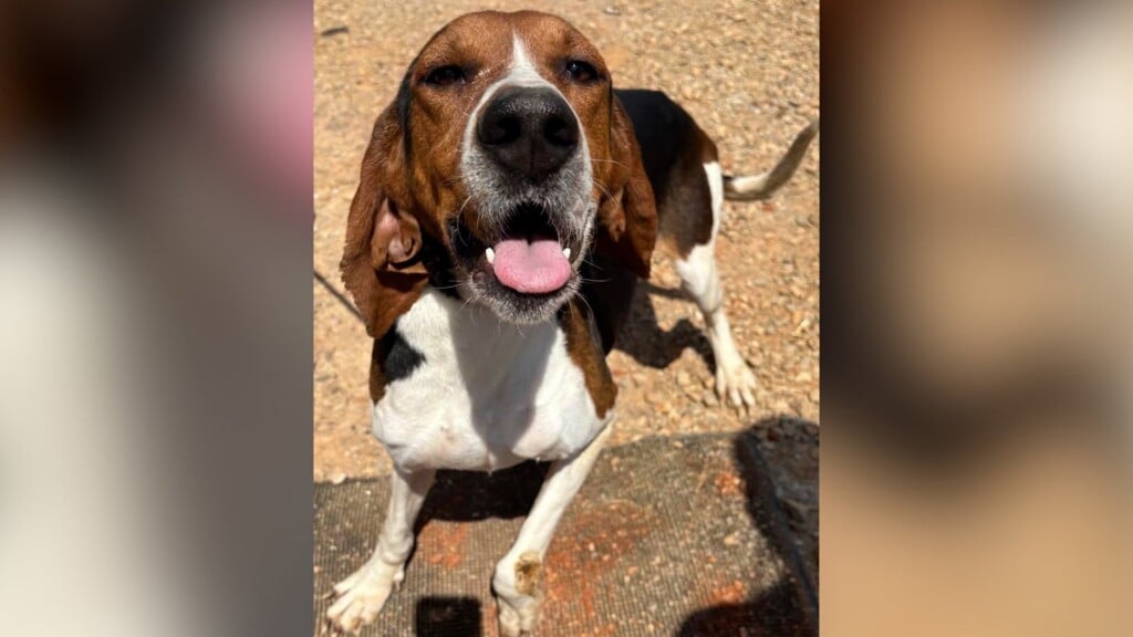 Pet Of The Day