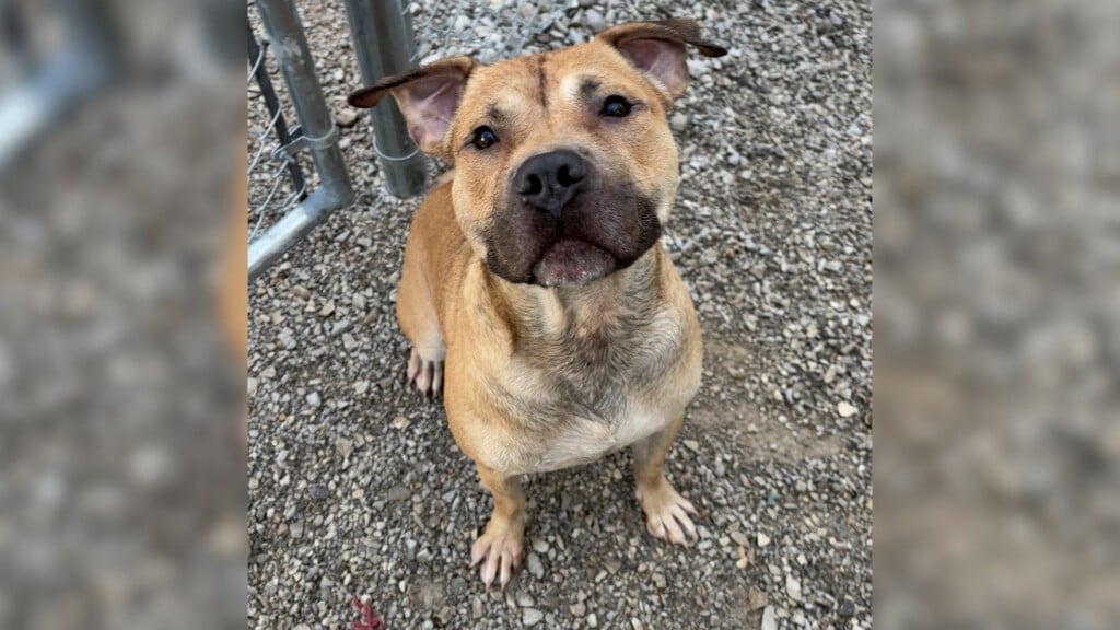 Pet Of The Day 041525