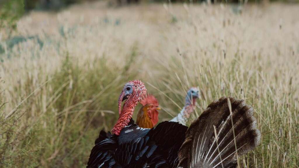 turkey hunting